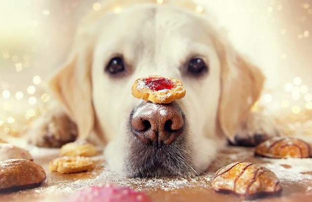 10 полезных рецептов печенюшек для собаки